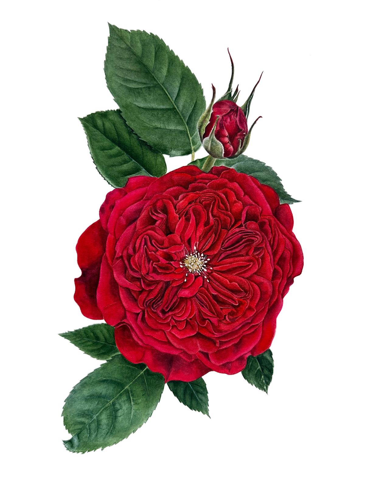Rose 